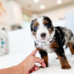 Brick-white - Chocolate merle male Bernedoodle puppy in Ontario, California from Teddy Doodles & Standard Poodles