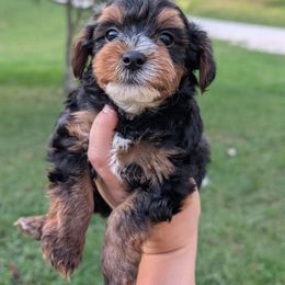 Starbucks - Black and tan male Yorkipoo puppy in Coshocton, Ohio from Forever Family Puppies
