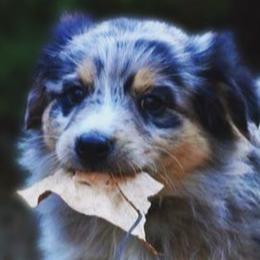 Australian Shepherds and Doberman Pinschers from Resilient Roots k9’s