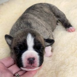 American Staffordshire Terrier Puppies from Alpenglow Amstaffs