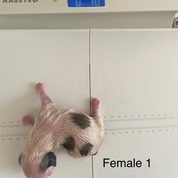Girl 1 - White female Lhasa Apso puppy in Florence, Kentucky from Ky Ritz Lhasa’s.  formerly (Karen‘a Lhasa Apsos)