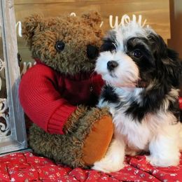 Havanese Puppies from KingsKids Havanese