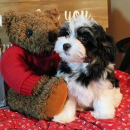 Havanese Puppies from KingsKids Havanese