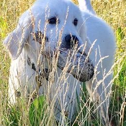 Golden Retrievers from Goldfeather Run