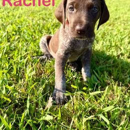 Rachel - Liver roan female German Shorthaired Pointer puppy in Spring Valley, Wisconsin from Filipiak Breeders