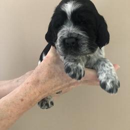 Skye - Black and white female English Springer Spaniel puppy in Egg Harbor, New Jersey from Whispering Cedars Springer Spaniels NJ