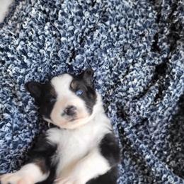 Black collar Tri-color - Black tri-color female Australian Shepherd puppy in Geneva, Florida from TGIF Doxies