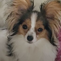 Papillons from Inspire Papillon