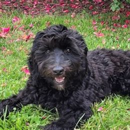 Mona - Australian Labradoodle