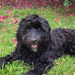 Mona - Australian Labradoodle