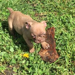 Boston Terrier, Companion Cross, and French Bulldog Puppies from High Plains French Bulldogs,Boston Terriers and Frenchtons.