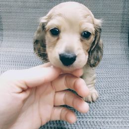 Dachshund puppies from DesForges Dachshunds.