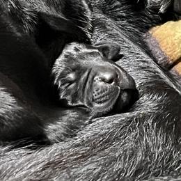 Labrador Retriever Puppies from LakeHouse Labrador Retriever