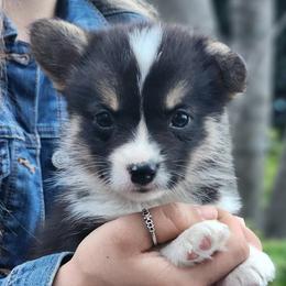 Petunia - Black and tan female Pembroke Welsh Corgi puppy in Sidney, Ohio from Cozy Corgi Ranch