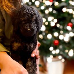 Poodle Puppies from SP standard Poodles