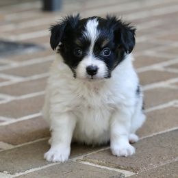 Salsa - White black and tan male Papillon puppy in Boardman, Ohio from Taliaferro Kennel