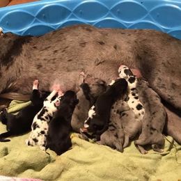 Great Danes from Hagerman Danes