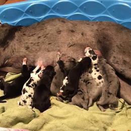 Great Danes from Hagerman Danes