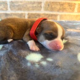 Red collar male - Red male Pembroke Welsh Corgi puppy in Mcarthur, Ohio from Bentley Corgis LLC