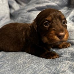 Ember - Chocolate and tan female Dachshund puppy in Glen Saint Mary, Florida from 🍯 Honey Pot Dachshunds 🐾
