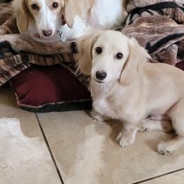 Dachshund Puppies from Amanda Smith