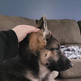 German Shepherd Puppies from Levesques German Shepherds