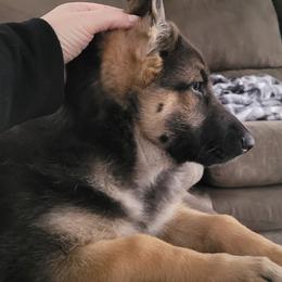 German Shepherd Puppies from Levesques German Shepherds