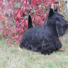 Scottish Terrier All Grown Up from JMAR kennels