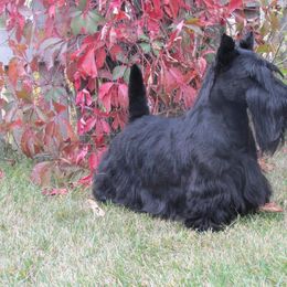 Scottish Terrier All Grown Up from JMAR kennels