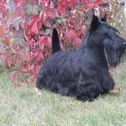 Scottish Terrier All Grown Up from JMAR kennels