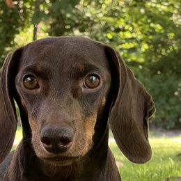 IRIS - Dachshund
