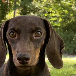 IRIS - Dachshund