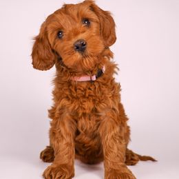 Cindy - Red Australian Labradoodle puppy in Saratoga Springs, Utah from Saratoga Springs Doodles