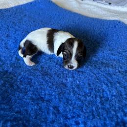 Eleanor (Ash-Girl 1) - Cream female Dachshund puppy in Wolf Lake, Indiana from Canisteo Dachshunds