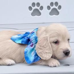 Copper - Cream male Dachshund puppy in Richmond, Virginia from Irresistible Dachshunds & Cavaliers