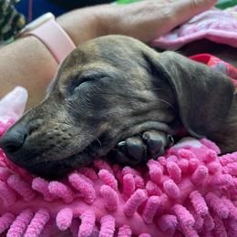 Dachshund Puppies from Army of Dachshunds