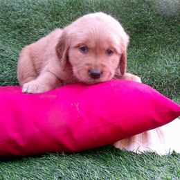 Pearl - Golden female Golden Retriever puppy in Salem, Oregon from Oregon Rose Goldens