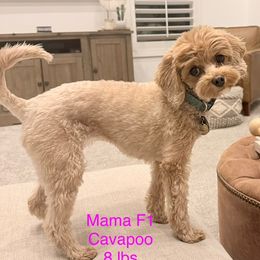 Navee - Cavapoo