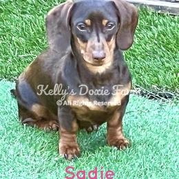 Sadie - Dachshund