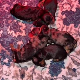 Dachshund puppies from Kw's Doxies