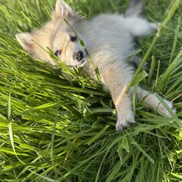 Pomeranian and Pomsky Puppies from Cherrywell Carnivora