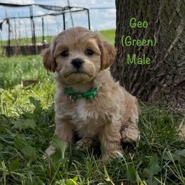 Geo - Cream male Shichon puppy in De Pere, Wisconsin from Kinzor Kennels
