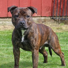Staffordshire Bull Terriers from Rukkus Staffords