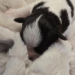 Tony Soprano - Liver male Miniature Schnauzer puppy in Hertford, North Carolina from Little Bug Schnauzers