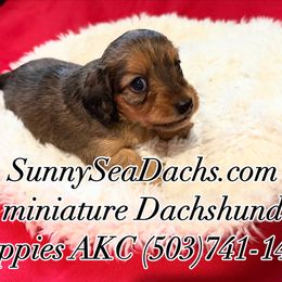 Dachshund Puppies from SunnySeaDachs