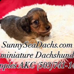 Dachshund Puppies from SunnySeaDachs