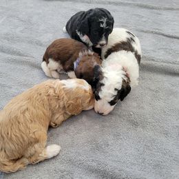 Aussiedoodle puppies from Lucky Pup Meadows