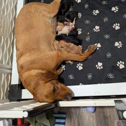 Purple - Yellow female Labrador Retriever puppy in Parma, Idaho from Campbell Valley Labradors