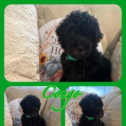 Congo - Goldendoodle puppy from Zona’s Teddybear GoldenDoodles