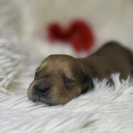 AKC limited girl 4 - Red female Dachshund puppy in Bartlesville, Oklahoma from OkieDokieDox